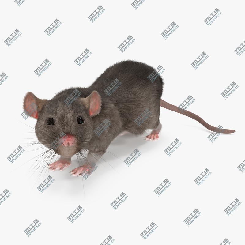 images/goods_img/2021040234/3D Rat Rigged/1.jpg